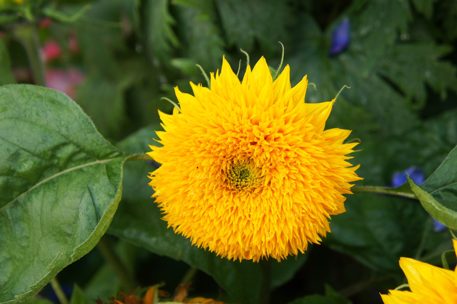 Yellow Green Aster Flower Seeds for Planting Seasonal Bloomer Heirloom & GMO Free Seeds for Home Garden
 
 Sale