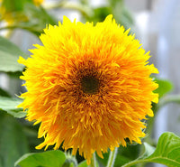 Yellow Teddy Sunflower Flower seeds for Planting - Bright Blooms, Heirloom & GMO Free Seeds for Home Garden