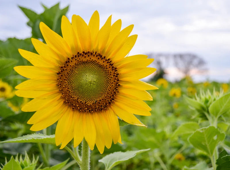 Yellow Sunflower Flower seeds for Planting - Fragrant Blossoms, Heirloom & GMO Free Seeds for Home Garden