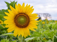 Sunflower Flower seeds for Planting - Bright Blooms, Heirloom & GMO Free Seeds for Home Garden