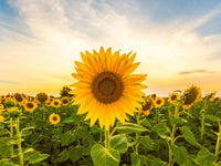 Sunflower Flower Planting Seeds Pink