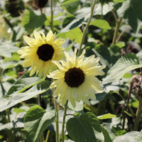 Sunflower (Sunflower Buttercream) seeds for planting in home garden