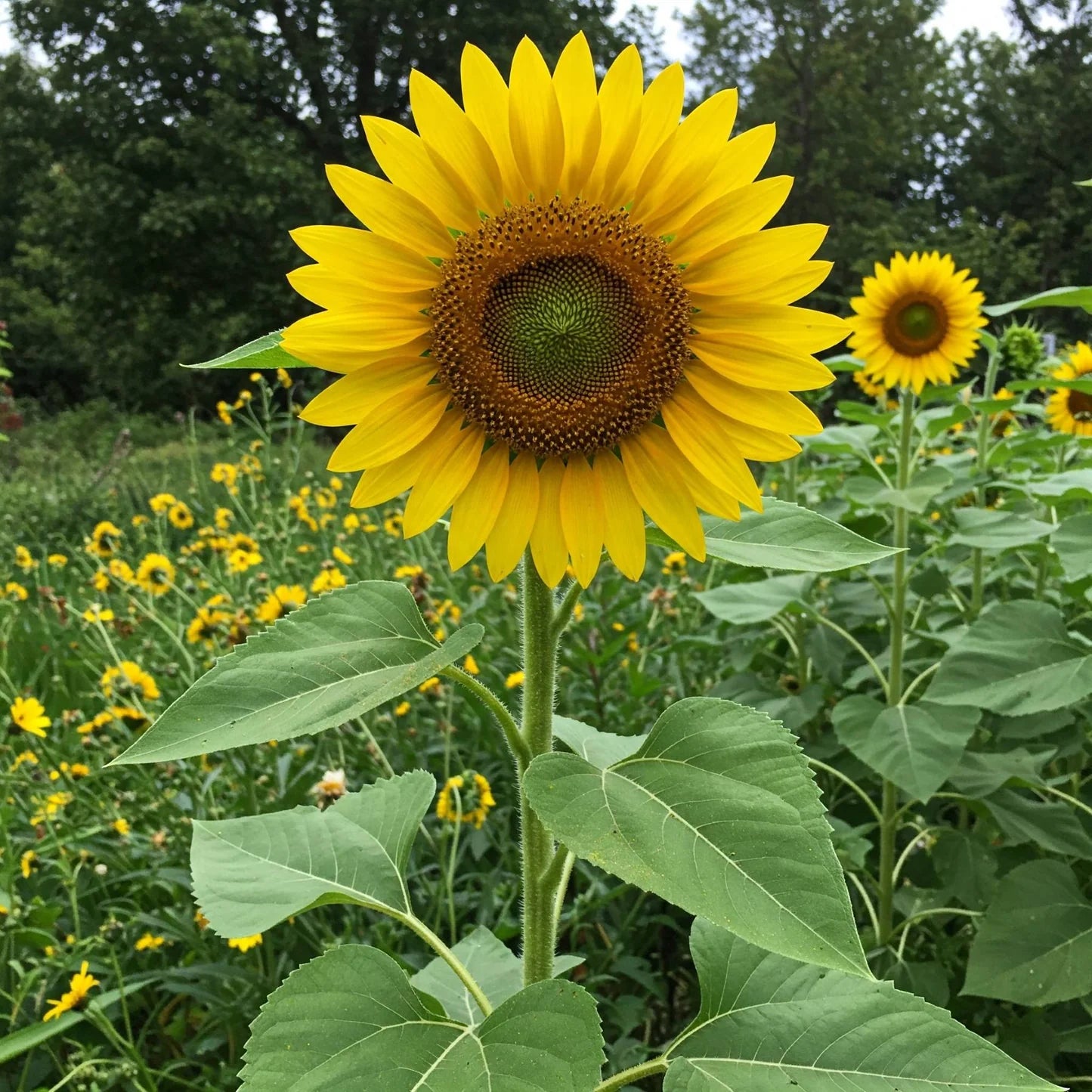 Giant Yellow Sunflower Seeds for Planting