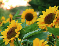 Sunflower Flower seeds for Planting - Bright Blooms, Heirloom & GMO Free Seeds for Home Garden