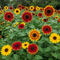 Mixed Helianthus Flower seeds for Planting - Vibrant Colors, Heirloom & GMO Free Seeds for Home Garden