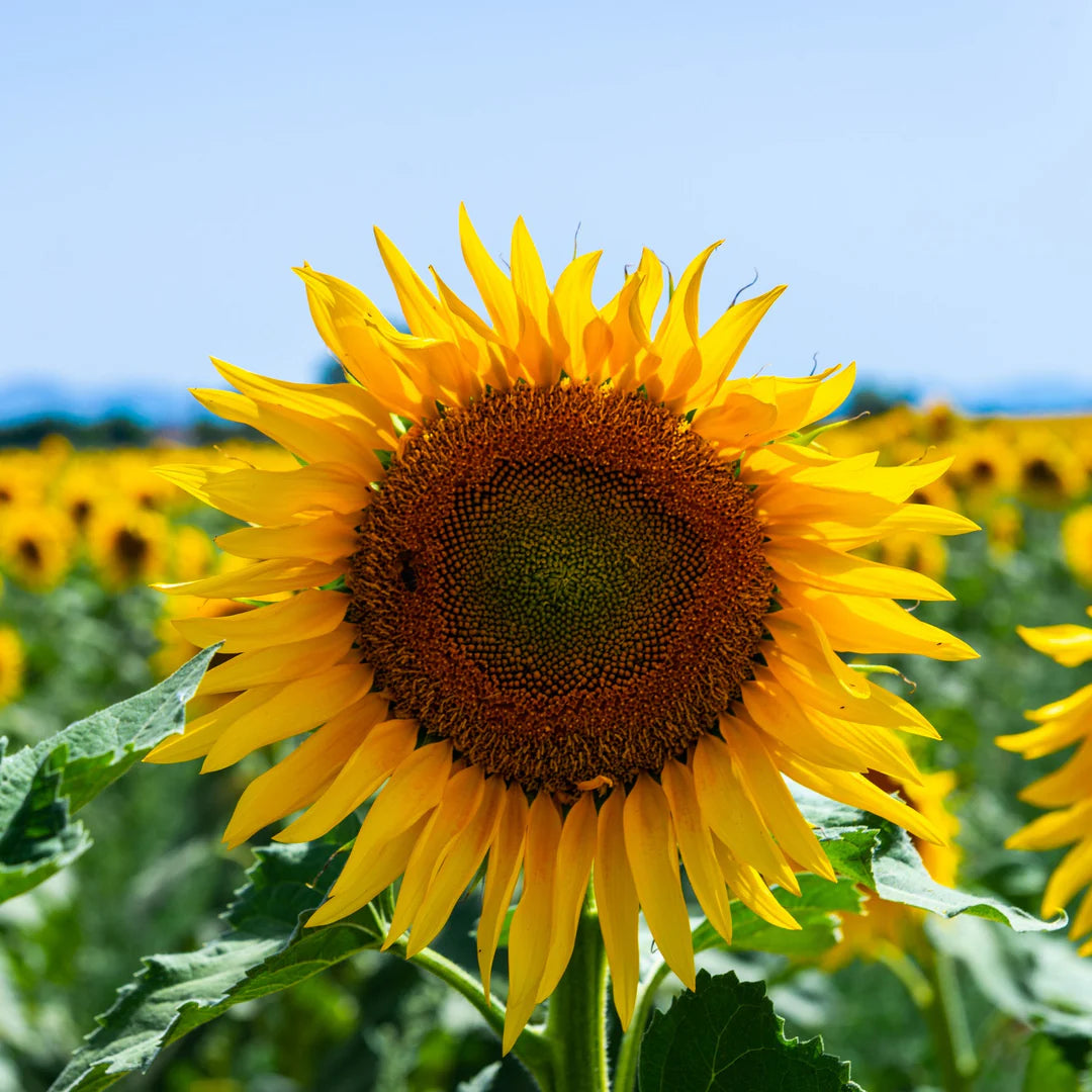 Gray Mongolian SunFlower seeds for Planting Easy to Grow Heirloom & GMO Free Seeds for Home Garden
 
 Sale
