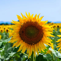 Gray Mongolian SunFlower seeds for Planting Easy to Grow Heirloom & GMO Free Seeds for Home Garden
 
 Sale