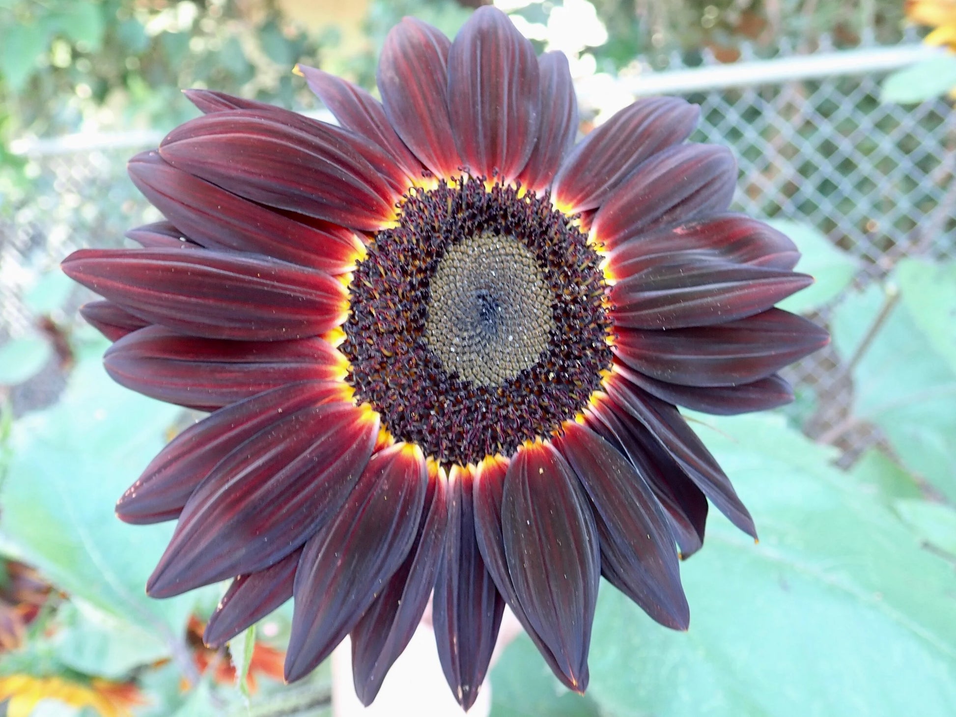 Cherry SunFlower seeds for Planting Seasonal Bloomer Heirloom & GMO Free Seeds for Home Garden