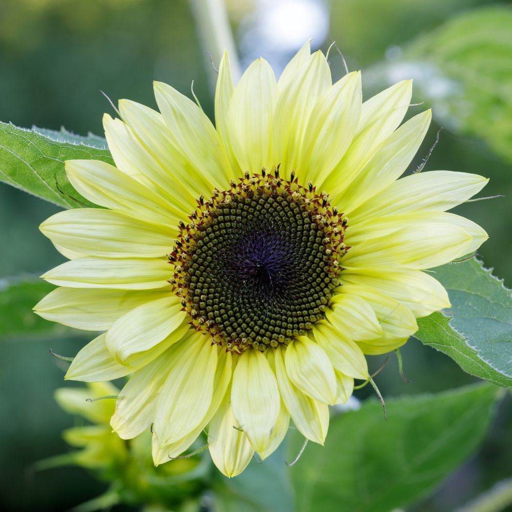 Lemon SunFlower seeds for Planting Easy to Grow Heirloom & GMO Free Seeds for Home Garden