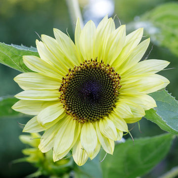 Sunflower Lemon Queen Seeds for Bright Yellow Blooms