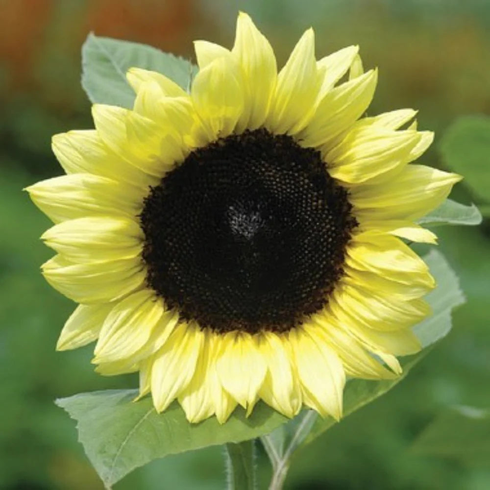 Yellow Lemon SunFlower seeds for Planting - Easy to Grow, Heirloom & GMO Free Seeds for Home Garden