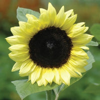 Yellow Lemon SunFlower seeds for Planting - Easy to Grow, Heirloom & GMO Free Seeds for Home Garden