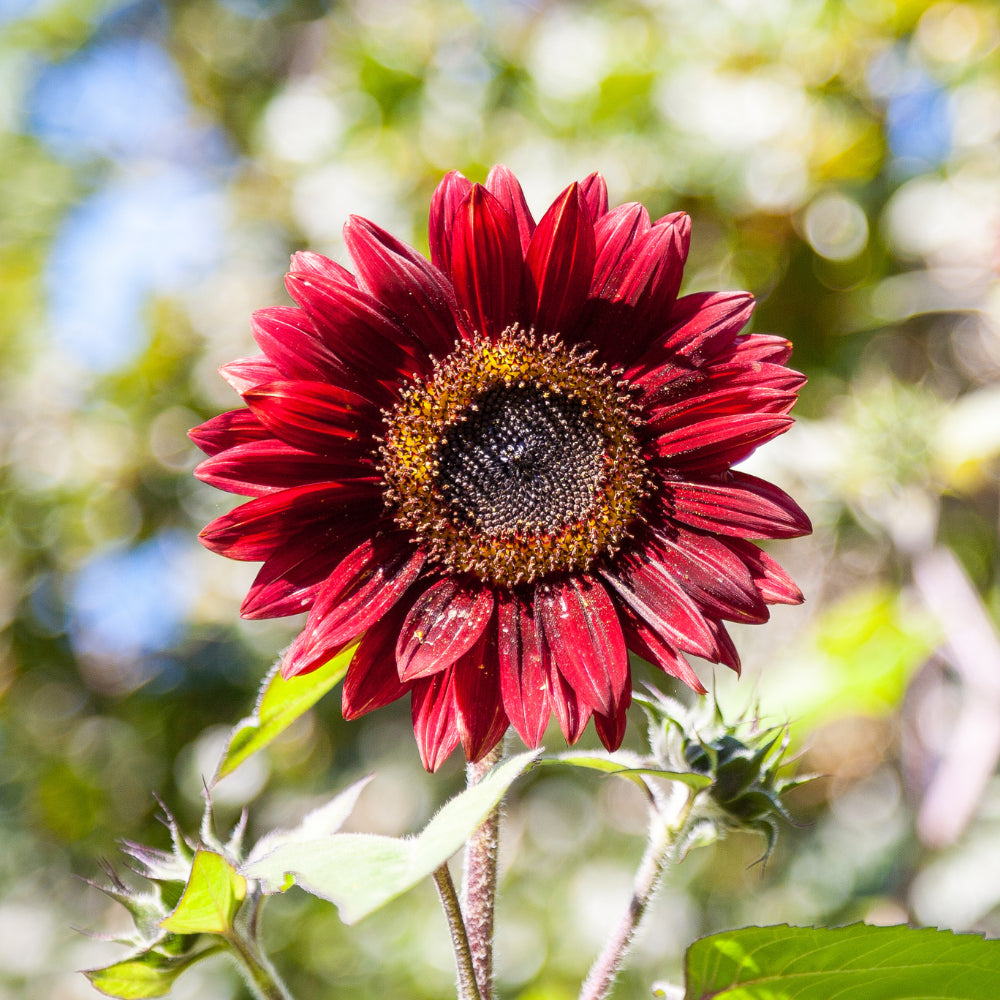 Maroon Sunflower Flower seeds for Planting - Fragrant Blossoms, Heirloom & GMO Free Seeds for Home Garden