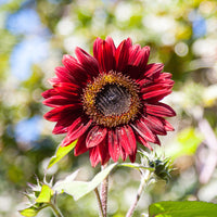 Maroon Sunflower Flower seeds for Planting - Fragrant Blossoms, Heirloom & GMO Free Seeds for Home Garden