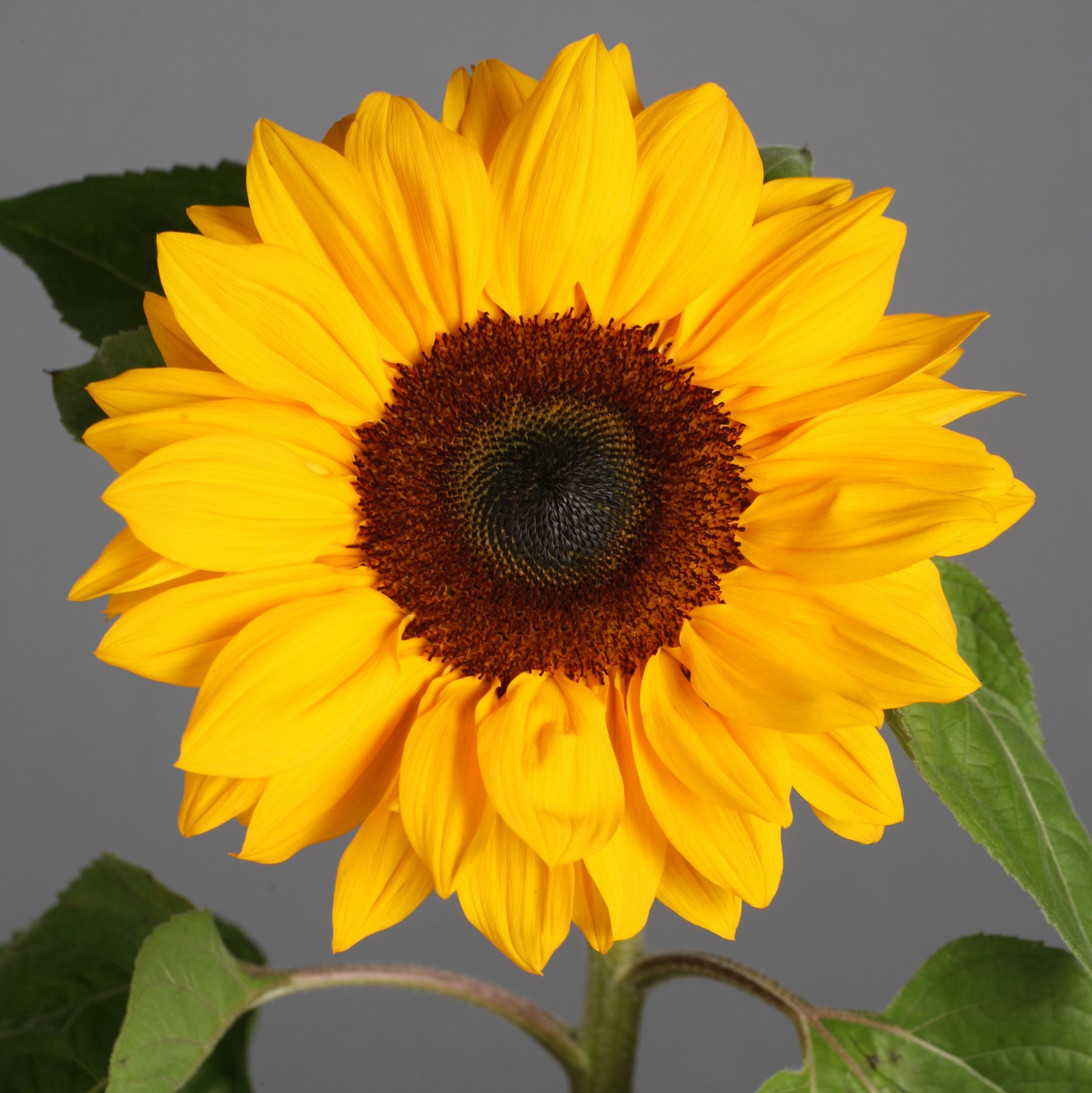 Heirloom SunFlower seeds for Planting Premium Quality Heirloom & GMO Free Seeds for Home Garden
