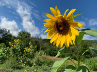 Sunzilla SunFlower seeds for Planting Garden Favorite Heirloom & GMO Free Seeds for Home Garden