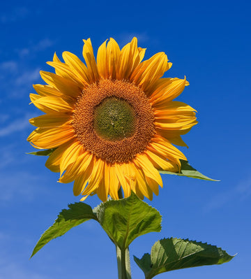 SunFlower seeds for Planting Premium Quality Heirloom & GMO Free Seeds for Home Garden