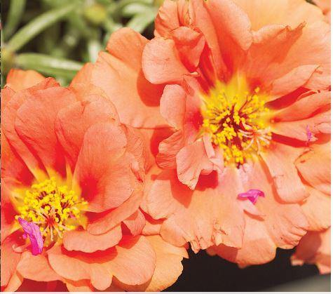 Orange Portulaca Flower seeds for Planting - Bright Blooms, Heirloom & GMO Free Seeds for Home Garden