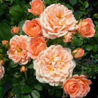 Peach Rose Flower seeds for Planting Drought Tolerant Heirloom & GMO Free Seeds for Home Garden