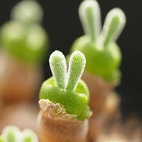 Green Stone Flower seeds for Planting Bright Blooms Heirloom & GMO Free Seeds for Home Garden
 
 Sale