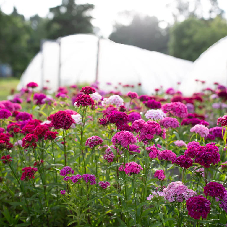 Mixed William Flower seeds for Planting Drought Tolerant Heirloom & GMO Free Seeds for Home Garden 
 
 Sale