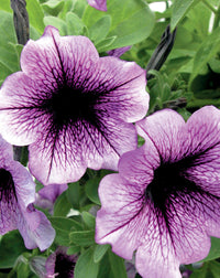 Purple Trailing Petunia Flower seeds for Planting - Seasonal Bloomer, Heirloom & GMO Free Seeds for Home Garden