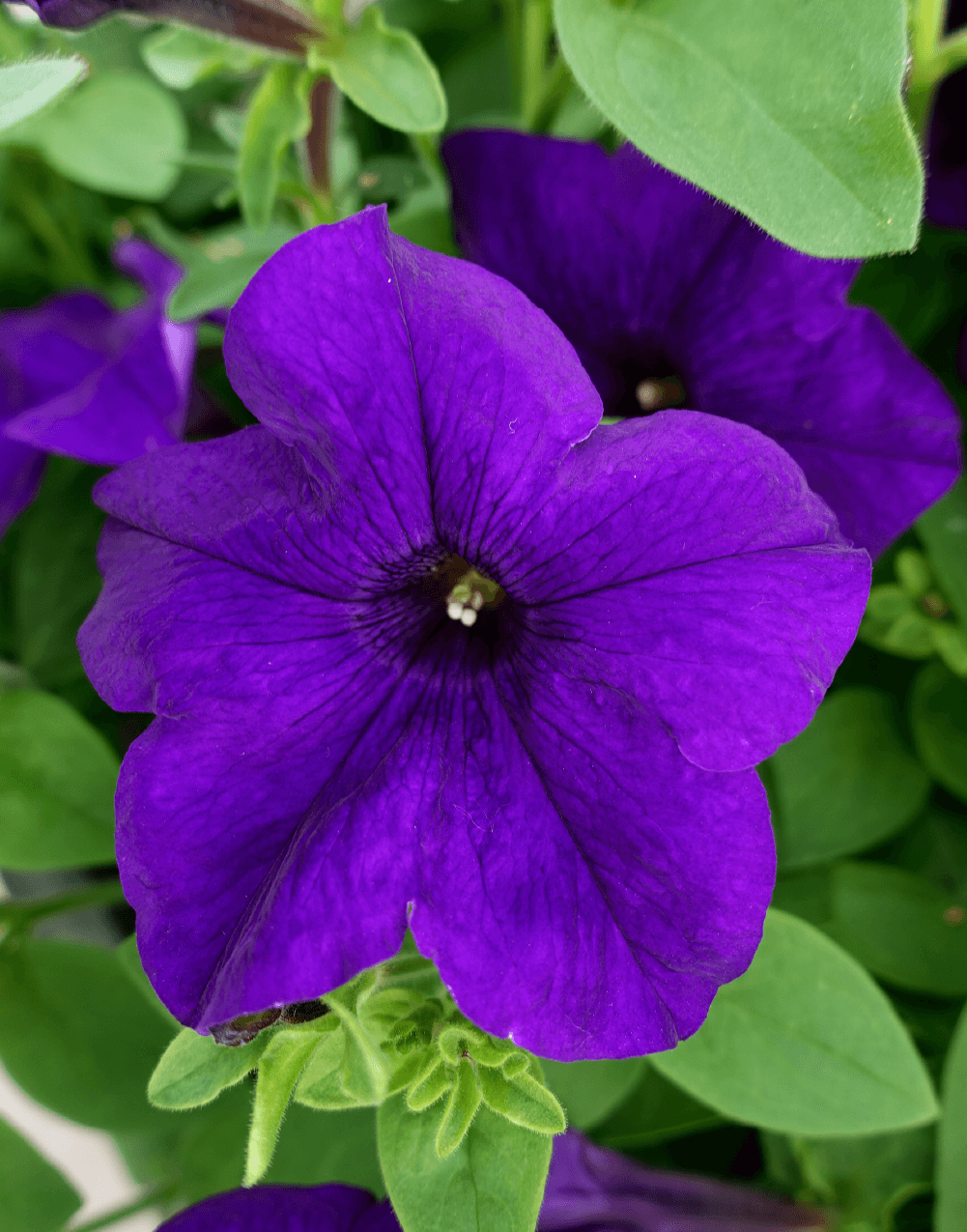Violet Petunia Flower seeds for Planting - Cut Flower Favorite, Heirloom & GMO Free Seeds for Home Garden