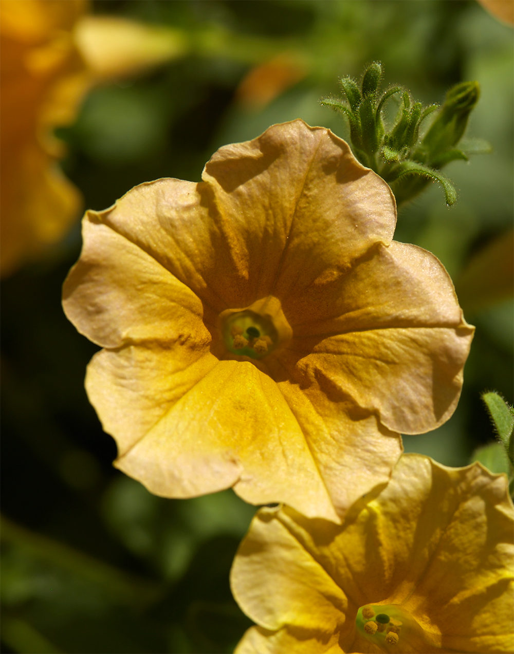 Deep Yellow Petunia Flower Seeds for Planting Heirloom NONGMO Easy to Grow Garden Seeds 
 
 Sale