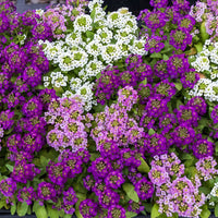 Alyssum Lobularia Flower seeds for Planting - Low Maintenance, Heirloom & GMO Free Seeds for Home Garden