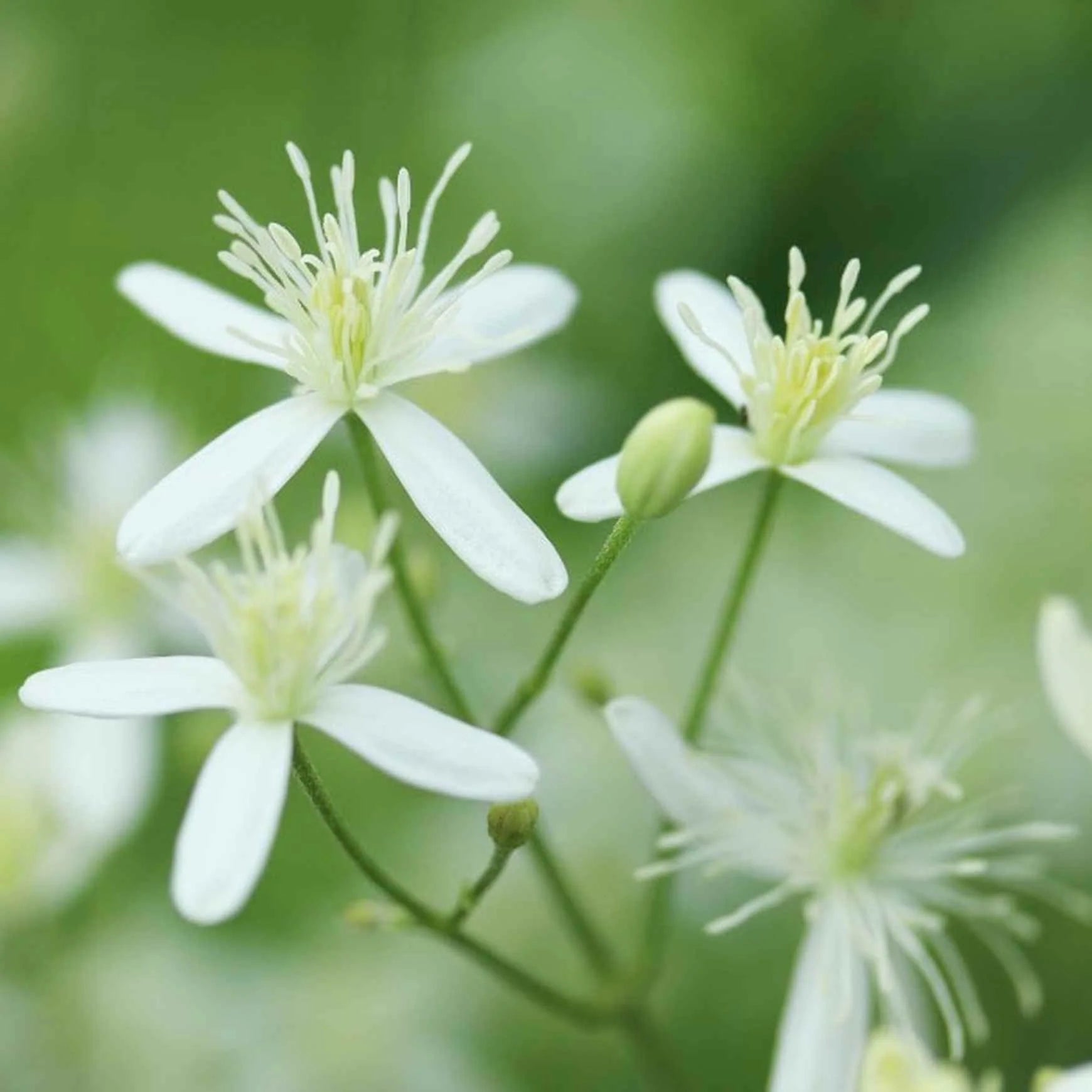 Autumn Clematis Flower seeds for Planting Garden Favorite Heirloom & GMO Free Seeds for Home Garden