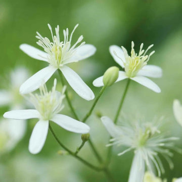 Autumn Clematis Flower seeds for Planting Garden Favorite Heirloom & GMO Free Seeds for Home Garden
