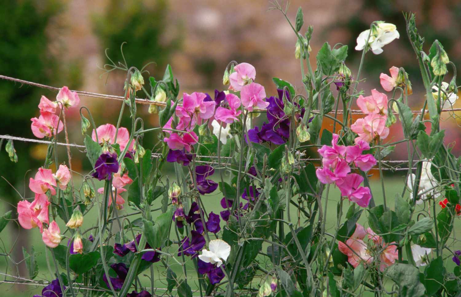 Heirloom Sweet Pea Flower seeds for Planting Cottage Garden Essential Heirloom & GMO Free Seeds for Home Garden