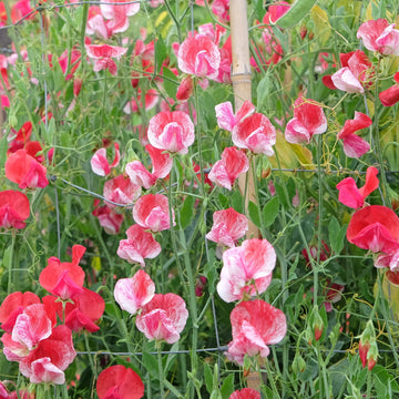 Heirloom Sweet Pea Flower seeds for Planting Cottage Garden Essential Heirloom & GMO Free Seeds for Home Garden