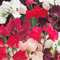 Sweet Pea Knee Flower seeds for Planting Drought Tolerant Heirloom & GMO Free Seeds for Home Garden