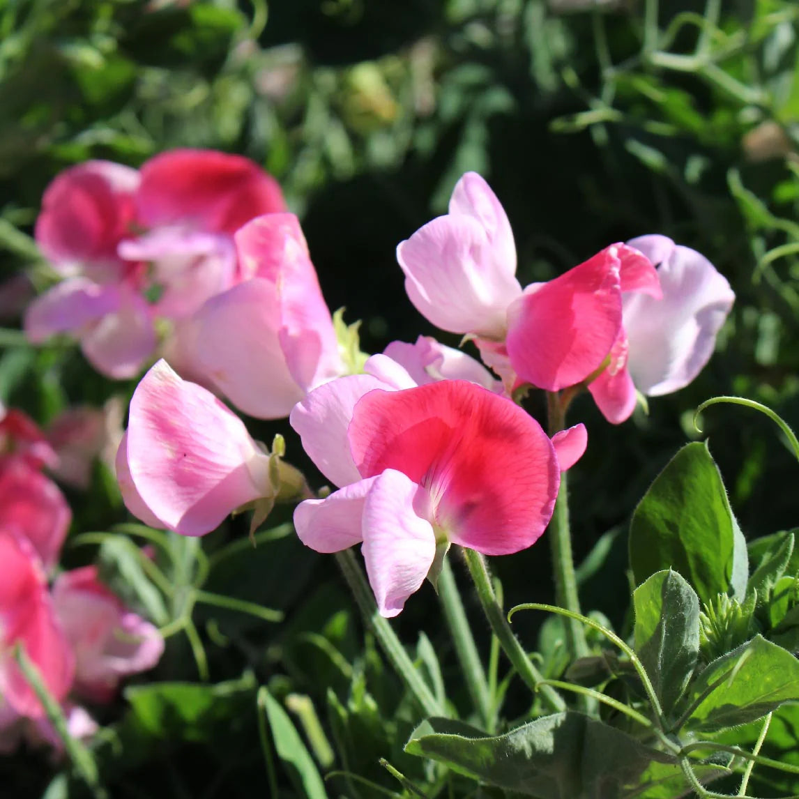 Sweet Pea Cupid Flower seeds for Planting Easy to Grow Heirloom & GMO Free Seeds for Home Garden