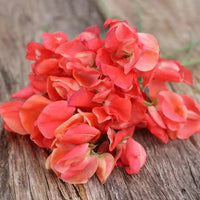 Orange Sweet Pea Flower seeds for Planting Colorful Display Heirloom & GMO Free Seeds for Home Garden 
 
 Sale for planting in home garden
