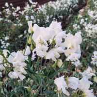 Heirloom Sweet Pea Jilly Flower seeds for Planting Compact Growth Heirloom & GMO Free Seeds for Home Garden