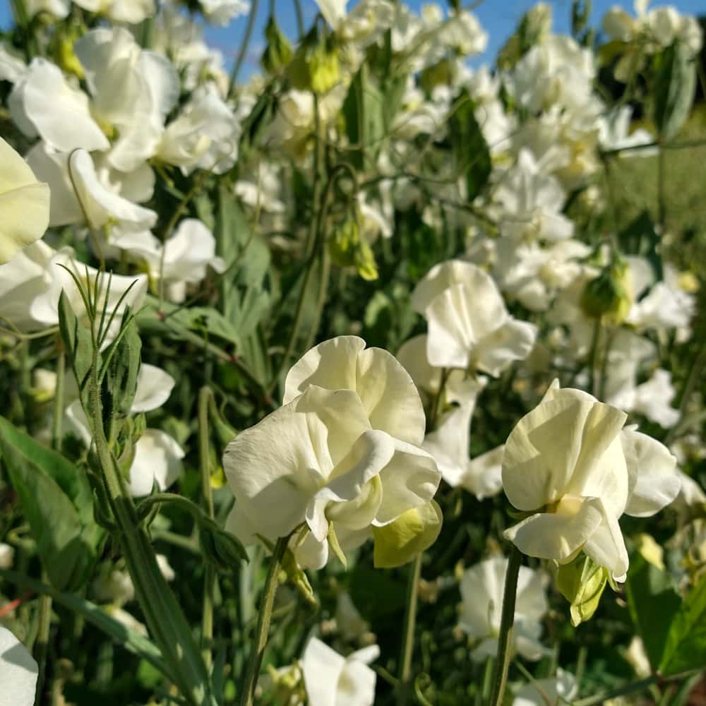 Heirloom Sweet Pea Jilly Flower seeds for Planting Compact Growth Heirloom & GMO Free Seeds for Home Garden