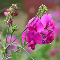 Sweet Pea Seeds for Planting Lathyrus Odoratus flower bed cottage garden