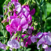 Sweet Pea Planting Flower Seeds White