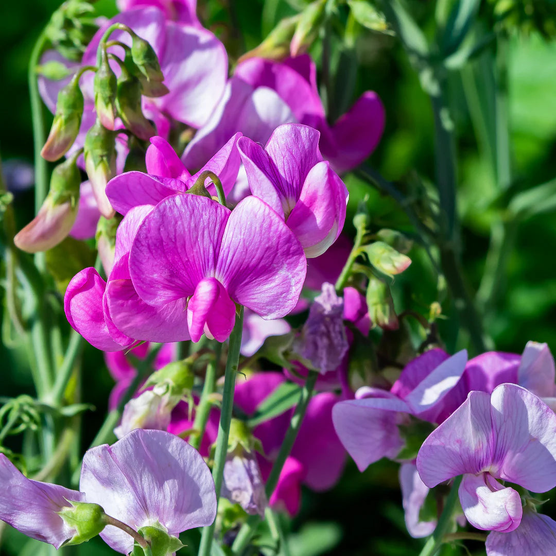 Sweet Pea Flower seeds for Planting Shade Tolerant Heirloom & GMO Free Seeds for Home Garden