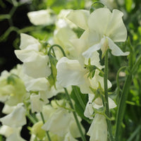 Cream Sweet Pea Flower Seeds for Planting Compact Growth Heirloom & GMO Free Seeds for Home Garden
 
 Sale