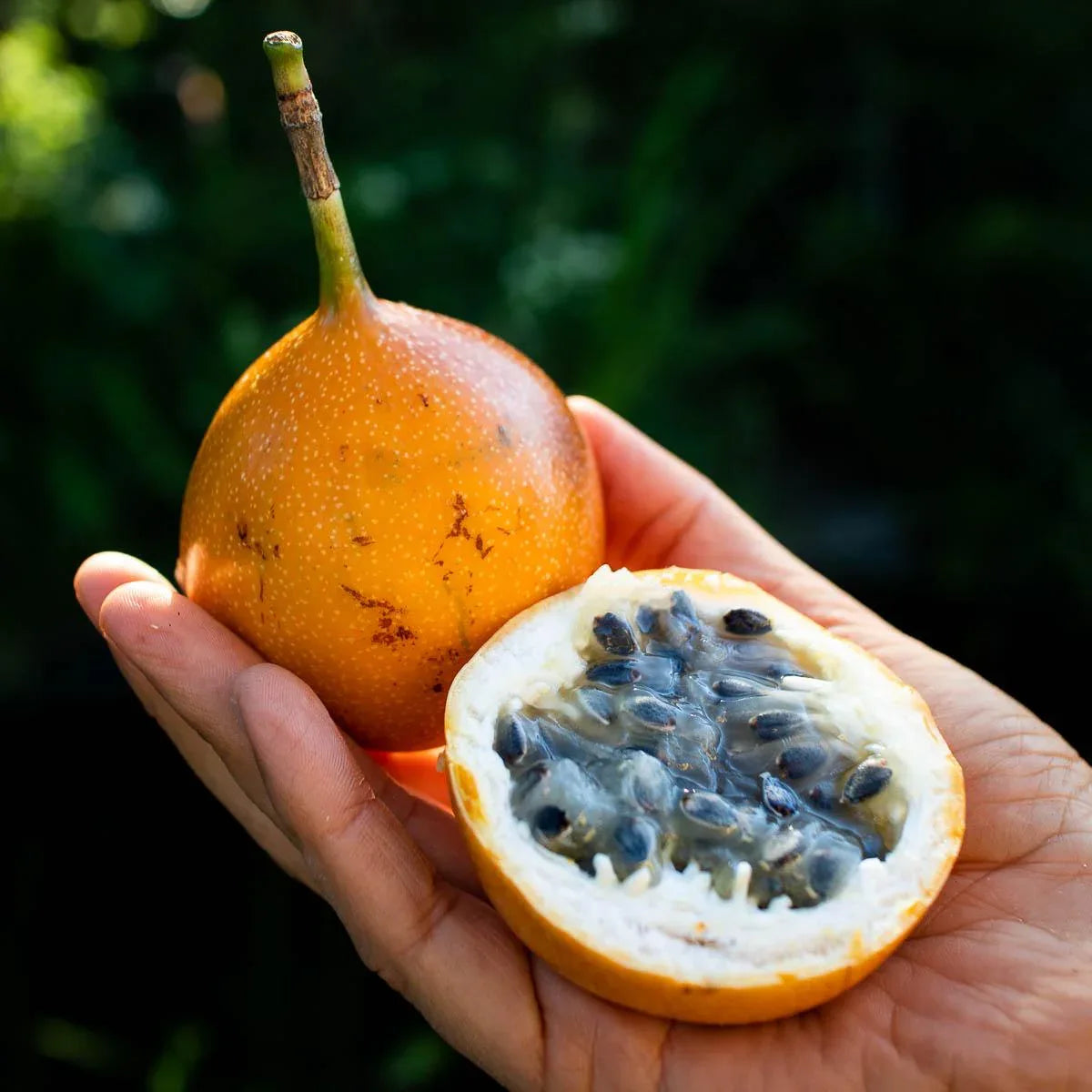 Granadilla Fruit Seeds for Fast-Growing Tropical Planting