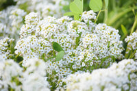 Lobularia Maritima Flower seeds for Planting - Pollinator Friendly, Heirloom & GMO Free Seeds for Home Garden
