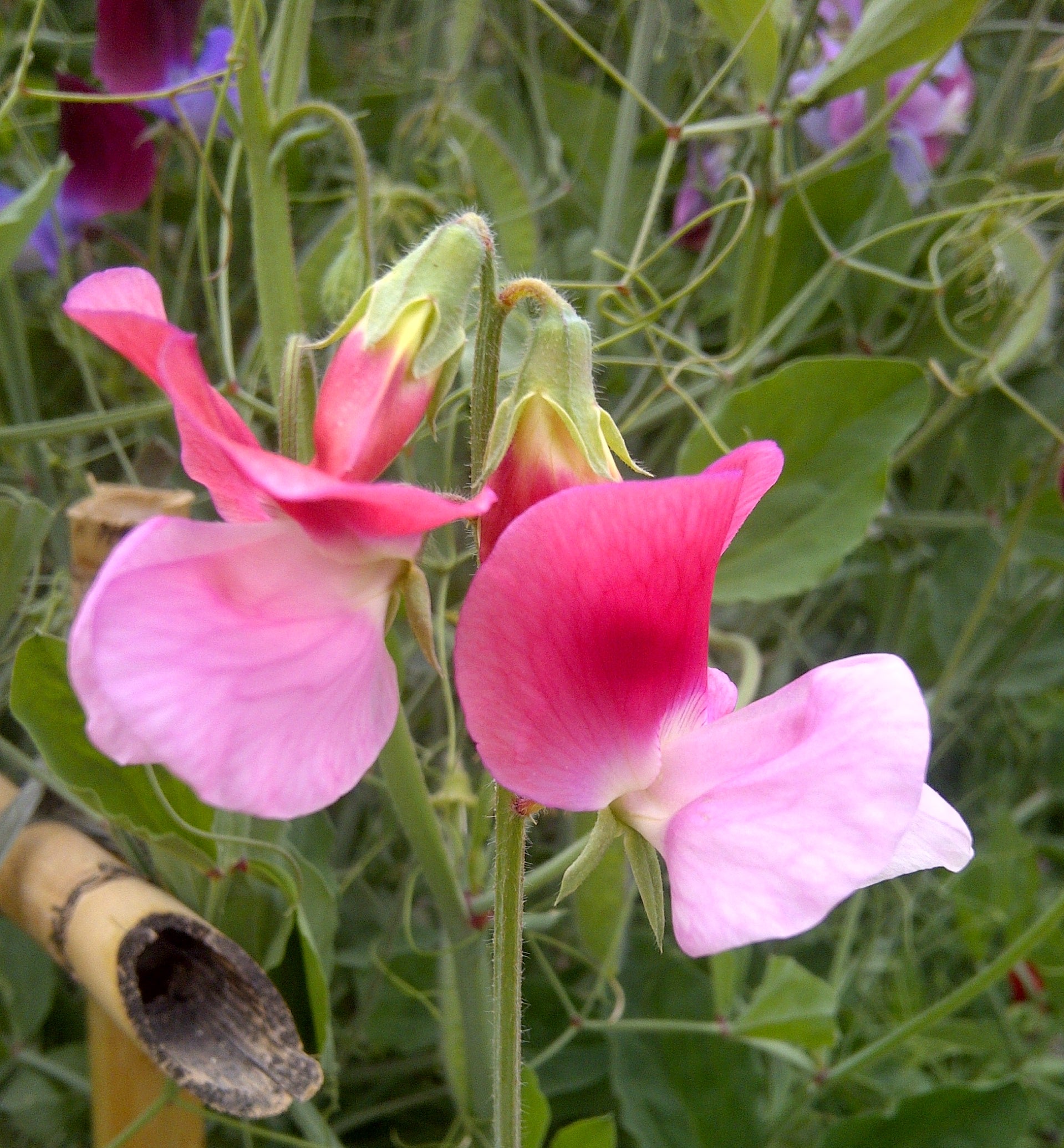 Pink Lathyrus Flower seeds for Planting Seasonal Bloomer Heirloom & GMO Free Seeds for Home Garden 
 
 Sale