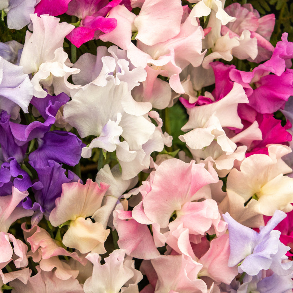 Sweet Pea Knee Flower seeds for Planting Drought Tolerant Heirloom & GMO Free Seeds for Home Garden