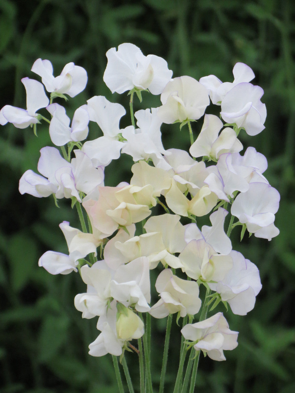 White Sweet Pea Flower Seeds – Heirloom & NonGMO DroughtTolerant Blooms for Home Gardens
 
 Sale