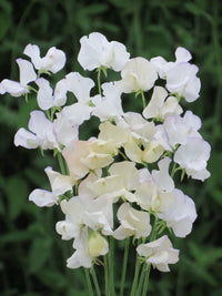 White Sweet Pea Flower Seeds – Heirloom & NonGMO DroughtTolerant Blooms for Home Gardens
 
 Sale