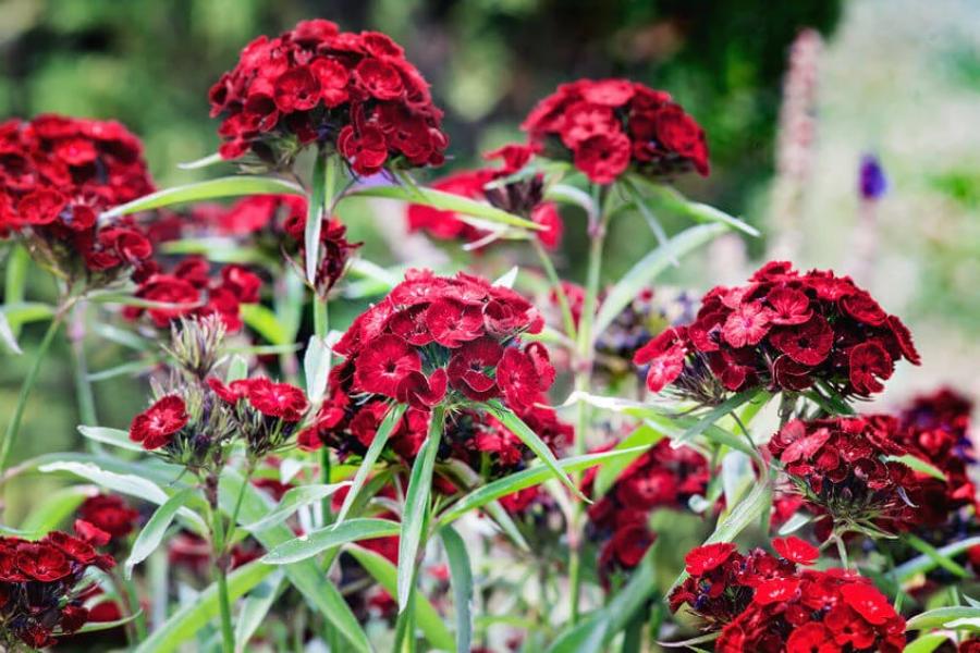Black William Flower seeds for Planting Vibrant Colors Heirloom & GMO Free Seeds for Home Garden 
 
 Sale