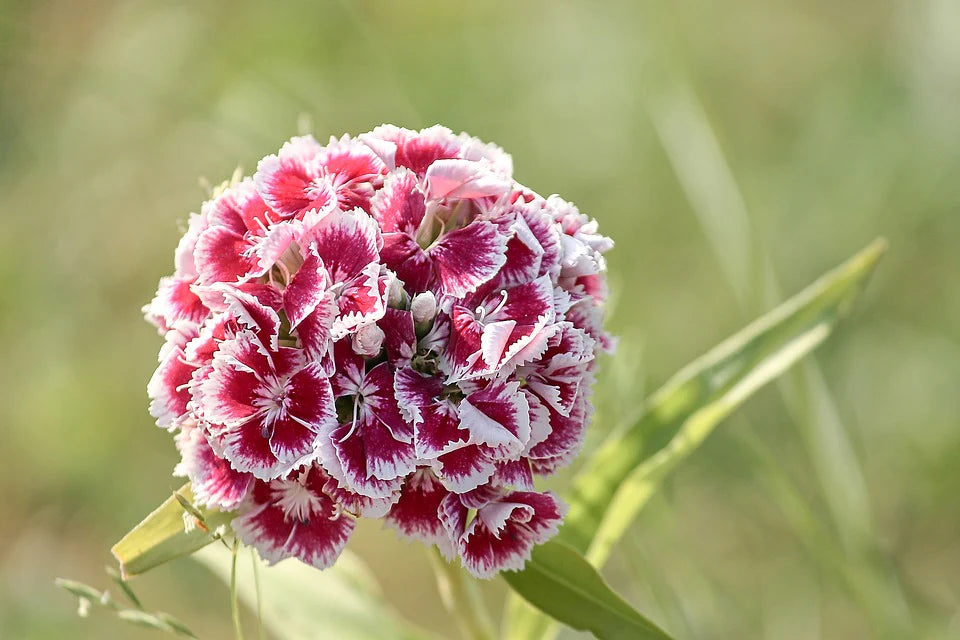 Mixed Wee Willie Dianthus Flower seeds for Planting - Colorful Display, Heirloom & GMO Free Seeds for Home Garden